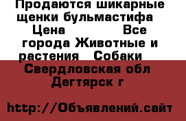 Продаются шикарные щенки бульмастифа › Цена ­ 45 000 - Все города Животные и растения » Собаки   . Свердловская обл.,Дегтярск г.